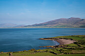 Bay of Fahamore with green fields, sheep pastures and views of the Dingle Peninsula seen from while walking the Dingle Way, Ballydavid North, Brandon, Dingle Peninsula, County Kerry, Ireland, Europe