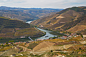 Vineyards at the river Douro near Pinhao, District Vila Real, Douro, Portugal, Europe