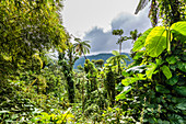 Tropical Rainforest El Yunque National Forest, San Juan, Puerto Rico, Caribbean, USA