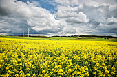 Blooming rapeseed fields and wind wheels close to Bartholomae, Ostalb District, Swabian Alb, Baden-Wuerttemberg, Germany