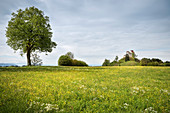 Spring meadow in front of Waldburg Castle with a view at the Alps, Baden-Wuerttemberg, Germany