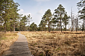 Natuschutzgebiet Wurzacher Ried, Moorgebiet, Bad Wurzach, Landkreis Ravensburg, Baden-Württemberg, Deutschland