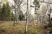 Natuschutzgebiet Wurzacher Ried, Moorgebiet, Bad Wurzach, Landkreis Ravensburg, Baden-Württemberg, Deutschland