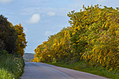 Flowering mimosas near Salema, Parque Natural do Sudoeste Alentejano e Costa Vicentina, Atlantic Ocean, District Faro, Region of Algarve, Portugal, Europe