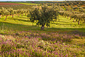 Meadow in bloom in an olive-tree plantation, Pedrógao, District Beja, Region of Alentejo, Portugal, Europe