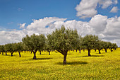 Blühende Wiese im Olivenhain bei Monsaraz, Distrikt Évora, Region Alentejo, Portugal, Europa