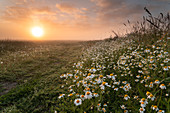 Sunrise, Pasture, Fog, Camomile, Etzel, Friedeburg Municipal, Wittmund District, Lower Saxony, Germany, Europe