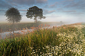 Pasture, River Friedeburger Tief, Fog, Camomile, Etzel, Friedeburg Municipal, Wittmund District, Lower Saxony, Germany, Europe