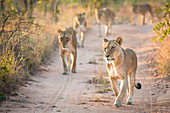A pride of lions, Panthera leo, walk towards the camera on a sand road