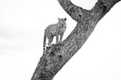 A leopard, Panthera pardus, stands in a tree, looking away, in black and white.