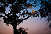 A leopard, Panthera pardus, lies on two tree branches at dusk, in a tree in silhoutted.