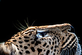 A side-profile of a leopard's head, Panthera pardus, looking up into the light, glow on eyes, coat and whiskers, black background.