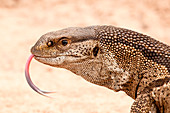 Rock monitor lizard's head, Varanus albigularis, tongue out, sand background