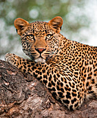 A leopard's upper body, Panthera pardus, lying on tree branch, alert, green yellow eyes