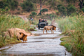 Zwei männliche Löwen, Panthera Leo, durchqueren einen seichten Fluss, ein Geländewagen im Hintergrund