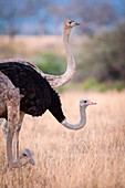 Drei gemeine Strauße, Struthio camelus, stehen mit erhobenem und gesenktem Kopf, männlich und weiblich