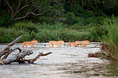 Löwen durchqueren einen Fluss in einer Linie im tiefen Wasser