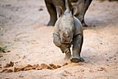 A rhino calf, Ceratotherium simum, runs towards the camera in sand, legs raised, sand in air