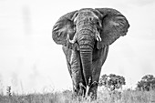 An elephant, Loxodonta africana, with alert, standing in short grass, large ears and tusks, in black and white