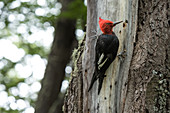 Ein Specht (Carpintero Rojo) an einem Baum, Nationalpark Los Glaciares, Patagonien, Argentinien