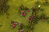 Blüten auf einem grünen Polster am Wegesrand des Paso del Viento, Nationalpark Los Glaciares, Patagonien, Argentinien