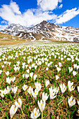 Blüte von Crocus nivea auf der Alp Flix, Sur, Surses, Kanton Graubünden, Schweiz