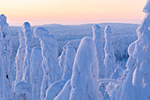 Gefrorener Wald im Nationalpark Riisitunturi, Posio, Lappland, Finnland