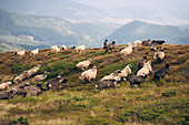 Schafherde im Karpatengebirge, Karpaten