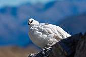 Stilfser Joch Nationalpark, Lombardei, Italien. Alpenschneehuhn