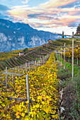 Laub im Herbst auf den Weinbergen in Italien, Trentino, Rotalian-Plan, Faedo