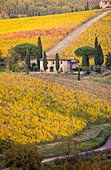 Weinberge während des Herbstes nahe Gaiole im Chianti, Florenz-Provinz, Toskana, Italien