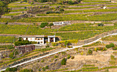 Terassenförmig angelegte Weinberge, Chiuro, Rhätische Alpen, Sondrio-Provinz, Valtellina, Lombardei, Italien