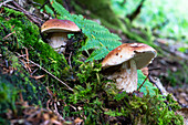 Nahaufnahme von Steinpilzen (Porcini-Pilze) im Wald, Valtellina, Lombardei, Italien