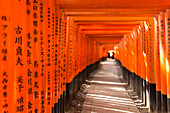 Fushimi Inari shrine, Torii, kyoto, Japan, Asia