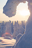 Mit Eis und Schnee bedeckte Bäume, Nationalpark Riisitunturi, Posio, Lappland, Finnland