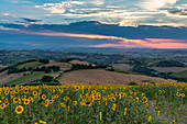 Sonnenuntergang in den Hügeln um das Dorf Petritoli, Monterubbiano, Provinz von Fermo, Marken, Italien, Europa