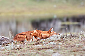 Simien-Wolf (Canis simensis) im Bale-Mountains-Nationalpark, Äthiopien
