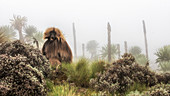 Gelada Pavian im Simien Gebirgsnationalpark, Nordäthiopien