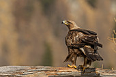 Golden eagle, Stelvio National Park, Lombardy, Italy