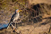 Sample of Southern Yellow-billed Hornbill in the Kruger National Park, South Africa