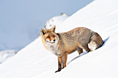 Fox, Valle dell Orco, Nationalpark Gran Paradiso, Piemont, italienische Alpen, Italien