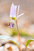 Dog s tooth Violet, Lomellina, Ticino s Park, province of Pavia, Lombardy, Italy