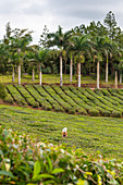 The tea plantations of Bois Cheri tea factory. Bois Cheri, Savanne, Mauritius, Africa