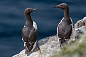 Paare von Guillemot auf den Klippen, Insel von Lunga, Treshnish-Inseln, Schottland, Europa