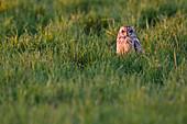 Short-eared owl on the fields, Parma province, Emilia Romagna district, Italy, Europe