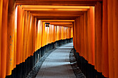 Japan, Kyoto, Fushimi Inari shrine, Torii gates