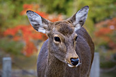 Japan, Nara, Rotwild im Nara Park