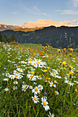 Longiaru, San Martino in Badia, Abtei, Dolomiten, Provinz Bozen, Südtirol, Italien. Wiesen von Longiaru mit Sasso della Croce im Hintergrund