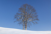 Linde in winter, Antdorf, Upper Bavaria, Bavaria