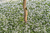 Lonely beech, wild garlic forest in Upper Bavaria, Bavaria, Germany